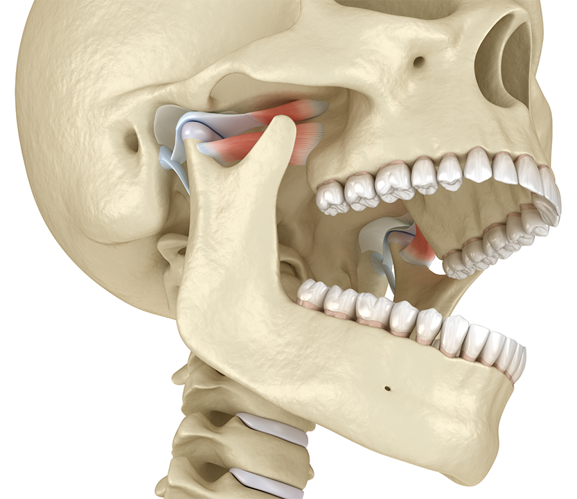Model of the skull with the jaw joint highlighted